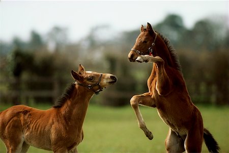 puledro - Thoroughbred Foals Playing, Ireland Fotografie stock - Rights-Managed, Codice: 832-02254833