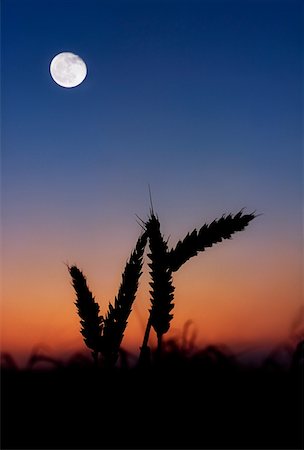 pleine lune - Blé, Harvest Moon Photographie de stock - Rights-Managed, Code: 832-02254962