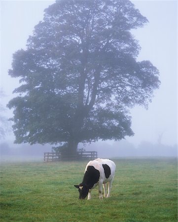 fog fence - Friesian Cow, Ireland Stock Photo - Rights-Managed, Code: 832-02255024