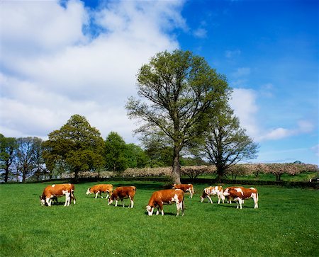 Hereford Bullocks, Ireland Stock Photo - Rights-Managed, Code: 832-02255066