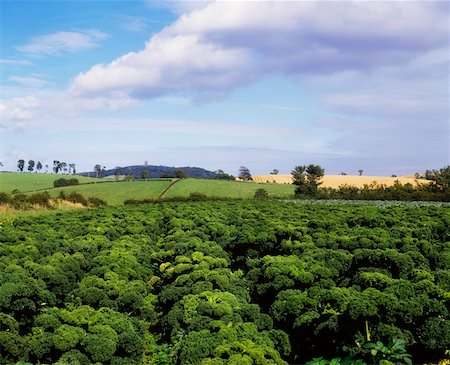 Kale field, Ireland Stock Photo - Rights-Managed, Code: 832-02255060