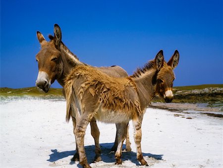 photos of donkeys on the beach - Mannin Bay, County Galway, Ireland; Donkeys on beach Stock Photo - Rights-Managed, Code: 832-02255275