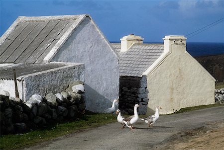 Geese in Ireland Stock Photo - Rights-Managed, Code: 832-02255286