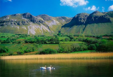 family ireland - Glencar Lough, County Sligo, Ireland; Swans on lake Stock Photo - Rights-Managed, Code: 832-02255302