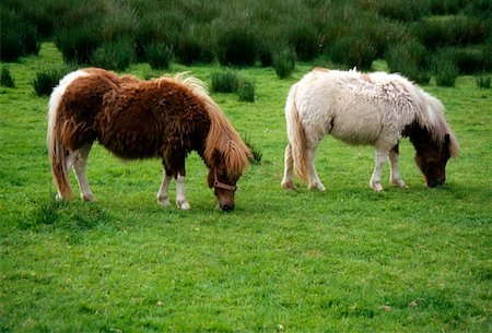 shetlandpony - Parsons Green Farm, County Tipperary, Irland; Shetland Ponys Stockbilder - Lizenzpflichtiges, Bildnummer: 832-02255410