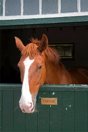 establo - Mount Juliet Estate, County Kilkenny, Ireland; Horse in stable Stock Photo - Rights-Managed, Code: 832-02255492