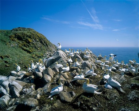 rookery - Les fous de Bassan sur l'île, Saltee Islands, comté de Wexford, Irlande Photographie de stock - Rights-Managed, Code: 832-02252444