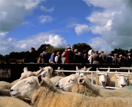 Schafe Mart, Borris, Co. Carlow, Irland Stockbilder - Lizenzpflichtiges, Bildnummer: 832-02252470