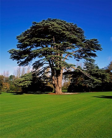 Lebanon Cedar, Talbot Botanic Garden, Malahide, Co Fingal, Ireland Stock Photo - Rights-Managed, Code: 832-02252554
