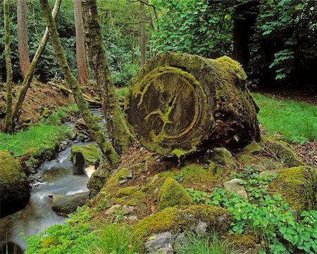 Stream and Woodland, Kilfane Glen Co Kilkenny, Ireland Foto de stock - Con derechos protegidos, Código: 832-02252587