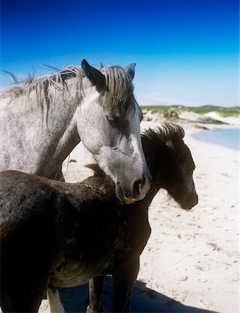 family ireland - Two connemara ponies on the coast Connemara, Republic Of Ireland Stock Photo - Rights-Managed, Code: 832-02252616