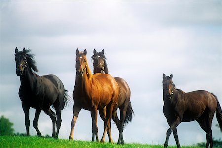 simsearch:832-03358648,k - Four thoroughbred horses in a field, Republic Of Ireland Foto de stock - Con derechos protegidos, Código: 832-02252619