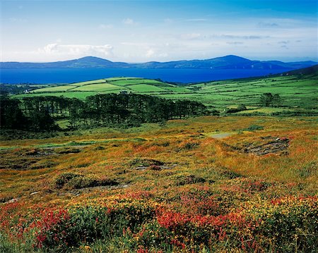 simsearch:832-03358648,k - Sheep's Head, Kilcrohane, Co Cork Ireland Foto de stock - Con derechos protegidos, Código: 832-02252929