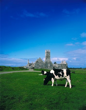 Fresian Bullock, Ross Errilly Friary, Headford, County Galway, Ireland Stock Photo - Rights-Managed, Code: 832-02253017