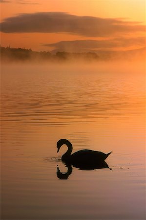 Swans, Lough Leane, Killarney Co Kerry Fotografie stock - Rights-Managed, Codice: 832-02253280