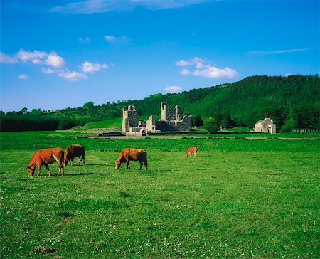 Fore Abbey, Co Westmeath, Ireland Stock Photo - Rights-Managed, Code: 832-02253451