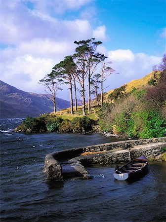 scots pine - Doo Lough, Co Mayo, Ireland Stock Photo - Rights-Managed, Code: 832-02253595