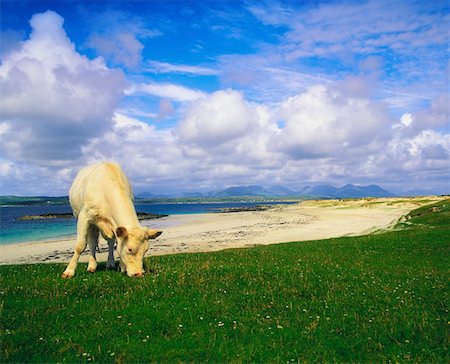 Co Galway, Charolais Cow, Mannin Bay Foto de stock - Con derechos protegidos, Código: 832-02253596