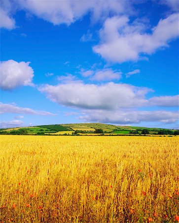 Wheat, Slieveardagh Hills, Co Kilkenny Stock Photo - Rights-Managed, Code: 832-02253625