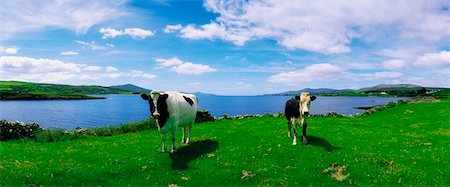 simsearch:400-08753717,k - Fresian Cattle, Durrus, Sheeps Head, Co Cork Foto de stock - Con derechos protegidos, Código: 832-02253772