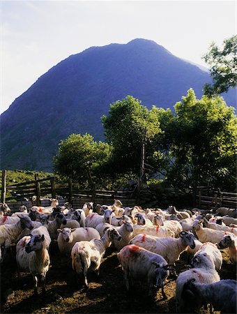 ring of kerry - Sheep Foto de stock - Con derechos protegidos, Código: 832-02253931