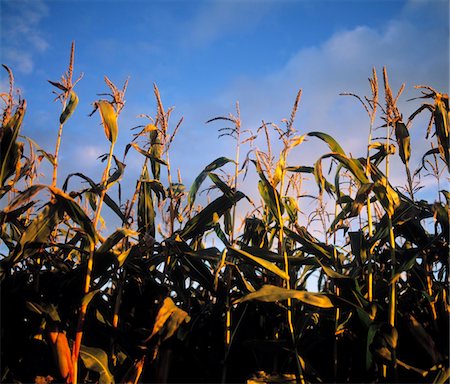 Fodder Maize, Ireland Stock Photo - Rights-Managed, Code: 832-03232109