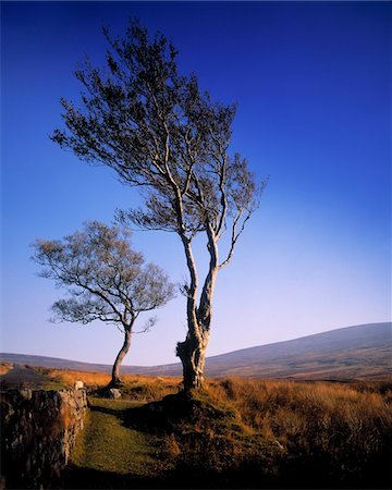 Hawthorn Trees in Sally Gap, County Wicklow, Republic Of Ireland Stock Photo - Rights-Managed, Code: 832-03232103