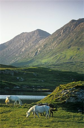 Chevaux pâturant sur un paysage, comté de Kerry, Irlande Photographie de stock - Rights-Managed, Code: 832-03232201