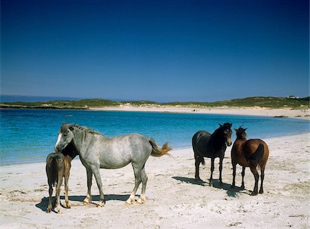 simsearch:700-03485159,k - Quatre poneys Connemara sur la plage, Connemara, Co. Galway, Irlande Photographie de stock - Rights-Managed, Code: 832-03232217