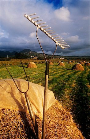 simsearch:832-03358648,k - Rake with a Pitchfork on hay in a field, Tully Cross, Renvyle, Connemara, County Galway, Republic Of Ireland Stock Photo - Rights-Managed, Code: 832-03232224