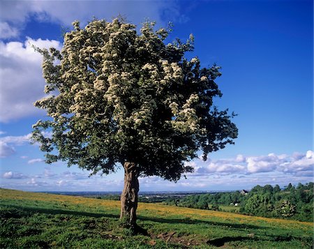 Hawthorn tree on a landscape, Ireland Stock Photo - Rights-Managed, Code: 832-03232237