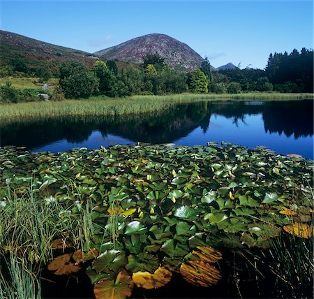Water lilies in a lake, Silent Valley Reservoir, County Down, Northern Ireland Stock Photo - Rights-Managed, Code: 832-03232242