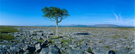 simsearch:832-03232135,k - Tree on a landscape, The Burren, County Clare, Republic Of Ireland Stock Photo - Rights-Managed, Code: 832-03232272