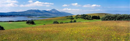 simsearch:400-08753717,k - Clew Bay, County Mayo, Ireland; Field of wildflowers Foto de stock - Con derechos protegidos, Código: 832-03232342