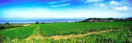 potato field - Ballykelly, County Derry, Ireland; Potato field Stock Photo - Rights-Managed, Code: 832-03232394