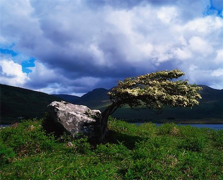 Killary Harbour, Connemara, County Galway, Ireland; Lone hawthorn tree Foto de stock - Con derechos protegidos, Código: 832-03232428