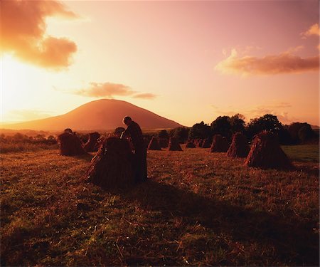 Ballina, Co Mayo, Ireland; Person working on stooks of corn Stock Photo - Rights-Managed, Code: 832-03232472