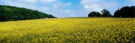 Oil Seed Rape, Co Down, Ireland Fotografie stock - Rights-Managed, Codice: 832-03232586