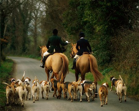 perro rastrero - Le Busard Saint-Martin de Bray, Co Wicklow, Irlande Photographie de stock - Rights-Managed, Code: 832-03232616