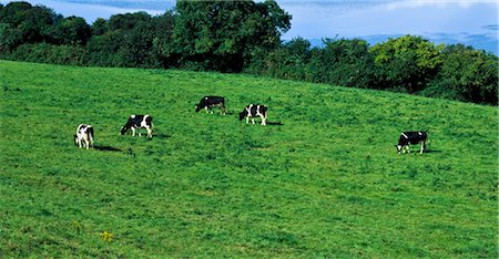 Cattle Grazing, Bantry Bay, Co Cork, Ireland Stock Photo - Rights-Managed, Code: 832-03232675