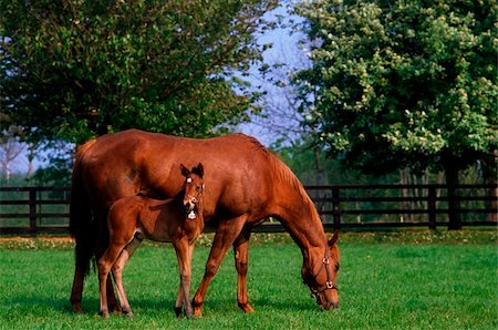 Thoroughbred mare and foal;  Horses grazing in paddock Stock Photo - Rights-Managed, Code: 832-03232705