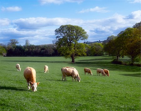 Charolais cattle grazing in field;  Livestock Stock Photo - Rights-Managed, Code: 832-03232846