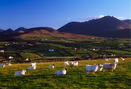 Aughrim Hill, Mourne Mountains, County Down, Ireland; Flock of sheep Fotografie stock - Rights-Managed, Codice: 832-03232885