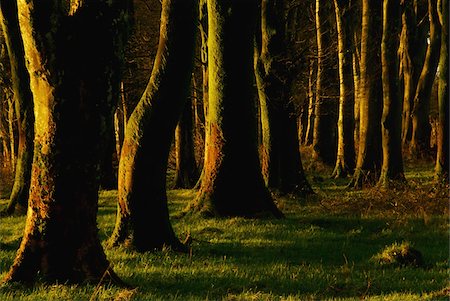 Glenville Woods, County Cork, Ireland; Tree trunks in forest Stock Photo - Rights-Managed, Code: 832-03232946