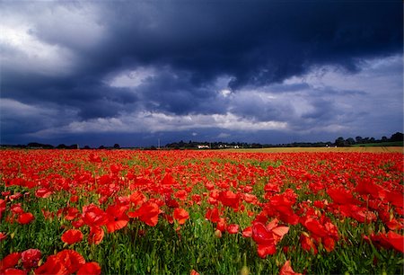 poppies on the horizon - County Kildare, Ireland; Poppy field Stock Photo - Rights-Managed, Code: 832-03233042