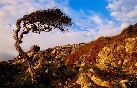 Hawthorn Tree, Connemara, County Galway, Ireland Stock Photo - Rights-Managed, Code: 832-03233094