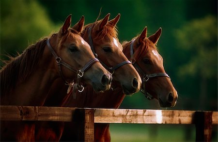 Ireland; Thoroughbred horses Foto de stock - Con derechos protegidos, Código: 832-03233106