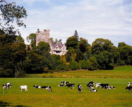 Ballyhooley, Co Cork, Ireland;  Friesian Cattle Foto de stock - Con derechos protegidos, Código: 832-03233148