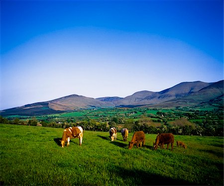 Glen Of Aherlow, Co Tipperary, Ireland;  Dairy cattle grazing Foto de stock - Direito Controlado, Número: 832-03233142