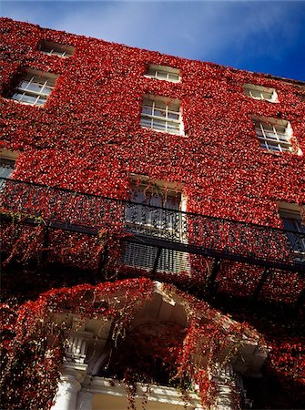 Green de St. Stephen, ville de Dublin, Irlande ; Maison de style géorgien recouverte de lierre rouge Photographie de stock - Rights-Managed, Code: 832-03233305